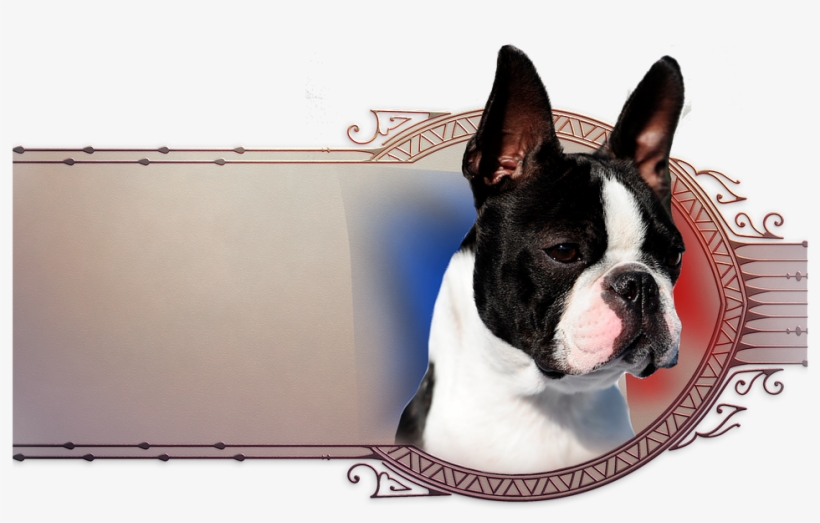 Sassy Pg - Boston Terrier, transparent png download