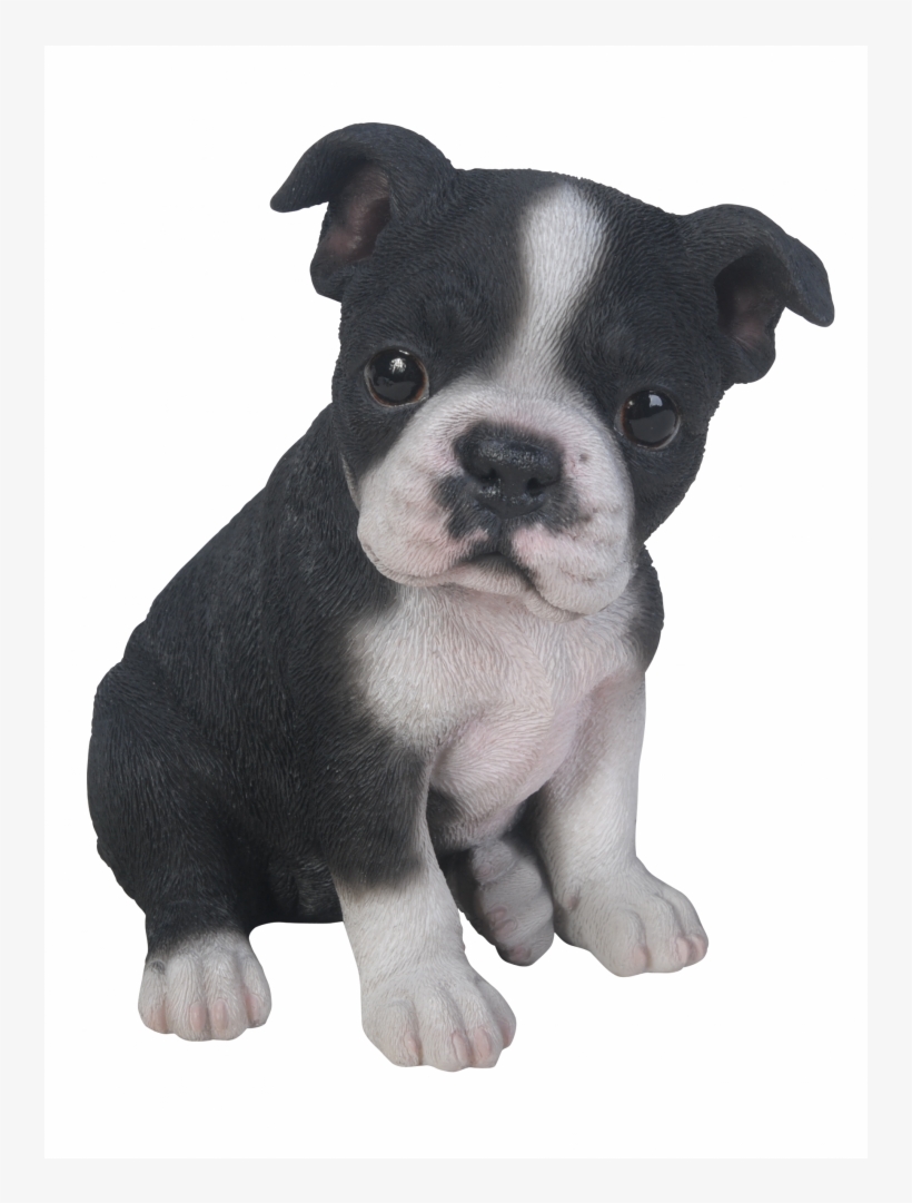 Boston Terrier Puppies, transparent png download