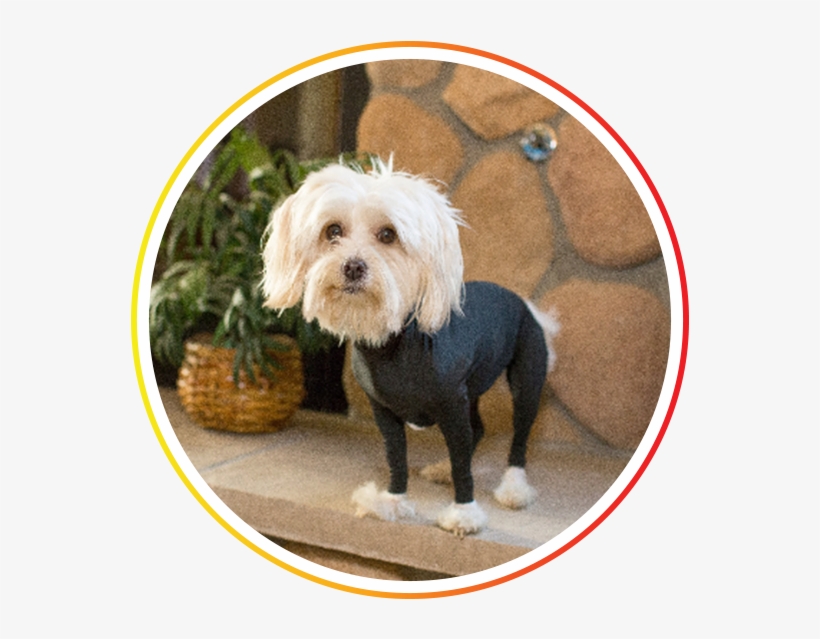 Maltese, transparent png download
