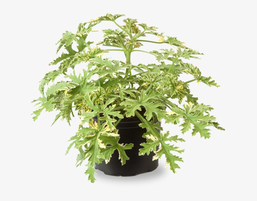 Munt Geranium, transparent png download