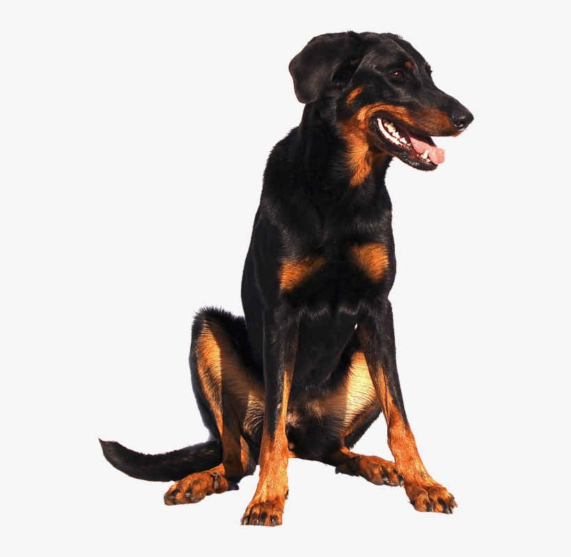 Isolated, Doberman, Dog, Sweet, Animal Portrait, Nature - Доберман Собака Пнг, transparent png download