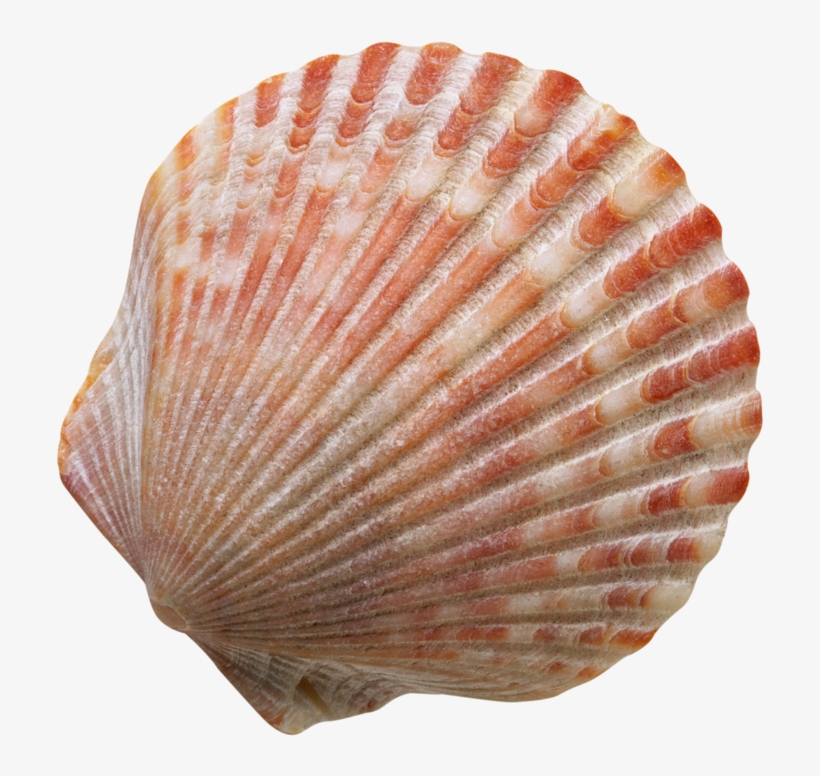 Фотки Seashell Tattoos, Seashells, Snail Shell, Scallop - Caracol De Mar Png, transparent png download