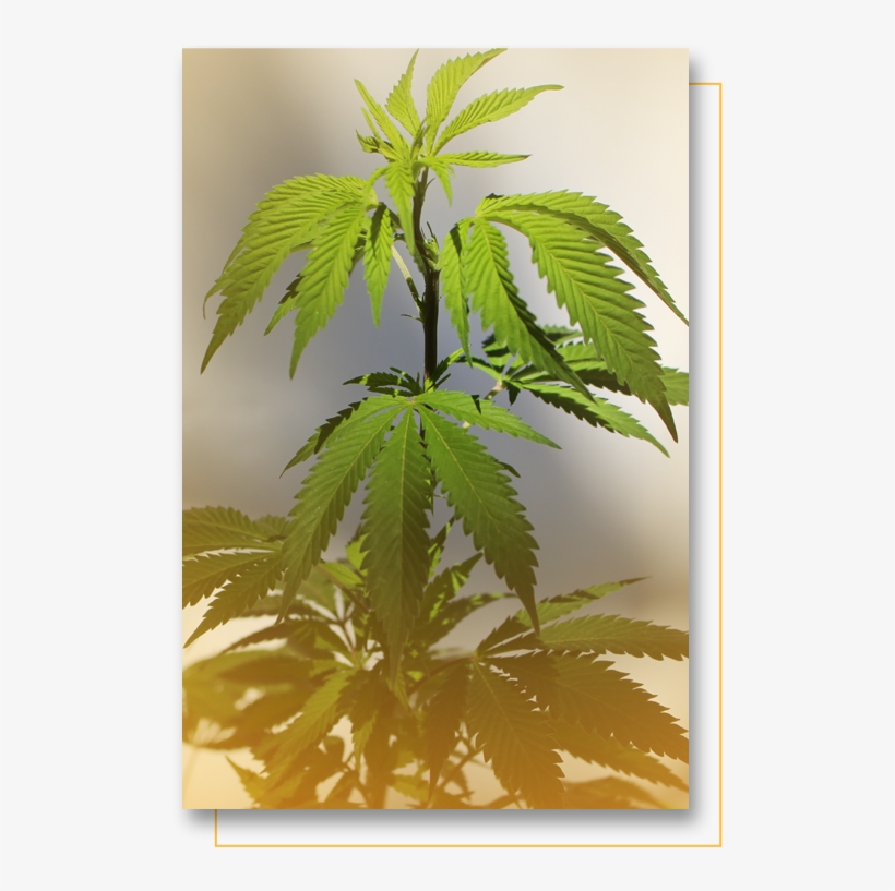 Why Choose Gold Leaf Label Plant - Fern, transparent png download