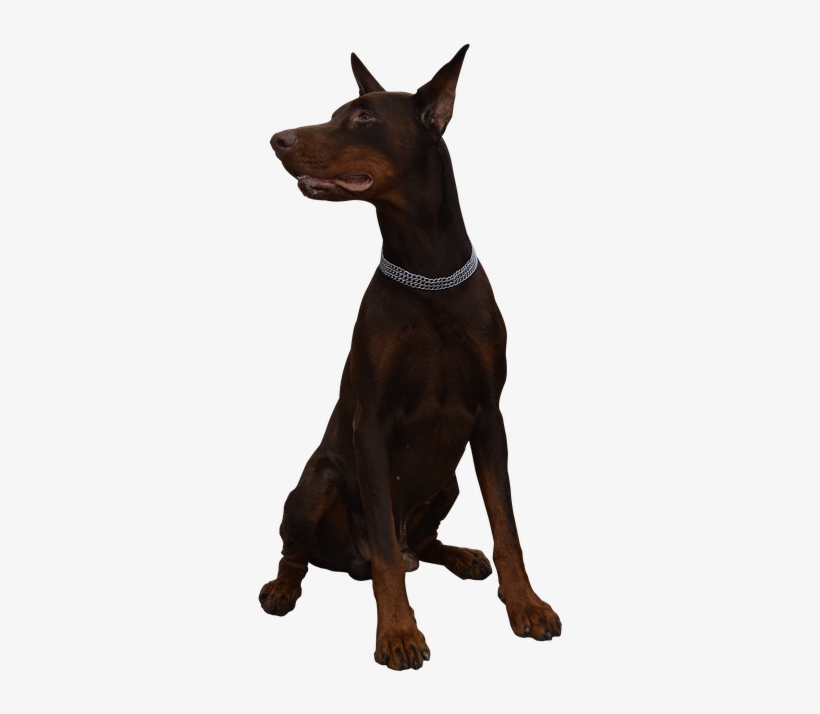 Dog, Doberman, Animal, Guard - Dobermann, transparent png download