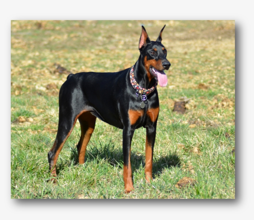 Annie - Dobermann, transparent png download