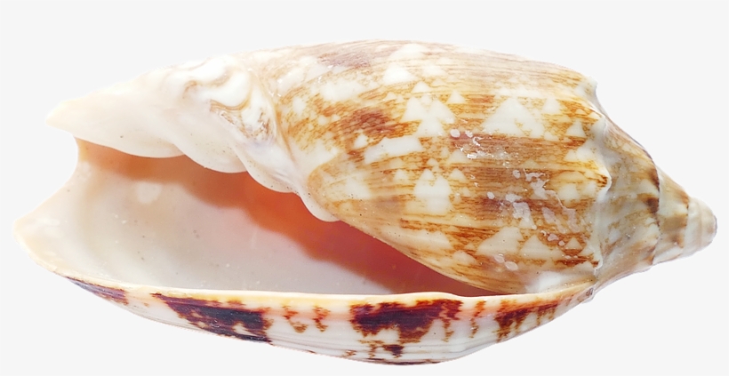 Sea, Shells, Ocean, Beach, Vacation, Sea Shells, Sand - Seashell, transparent png download