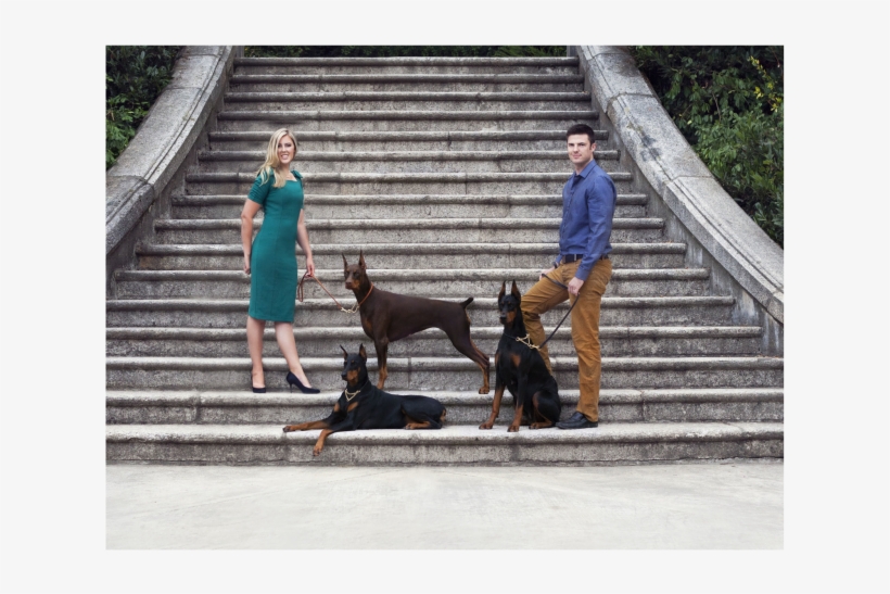 Every Doberman Puppy For Sale At Bello Warlock Dobermanns - Rottweiler ...