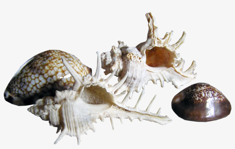 Shells, Sea, Cut, Out - Shell, transparent png download