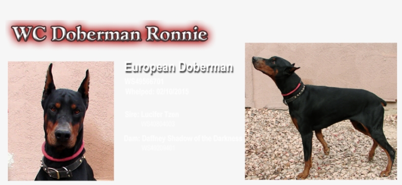 Dobermann, transparent png download
