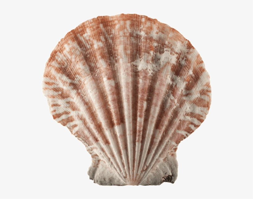 A Beachcomber's Favorite Find, Sea Shells Add A Decorative - Shell, transparent png download