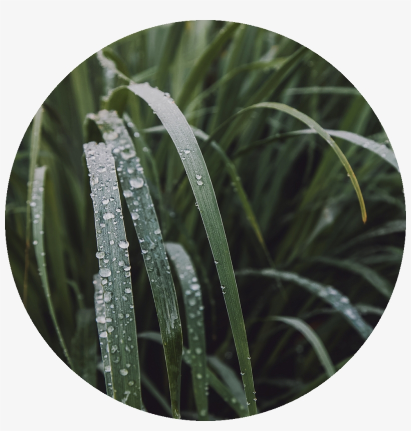 West Indian Lemon Grass - Wall Clock, transparent png download