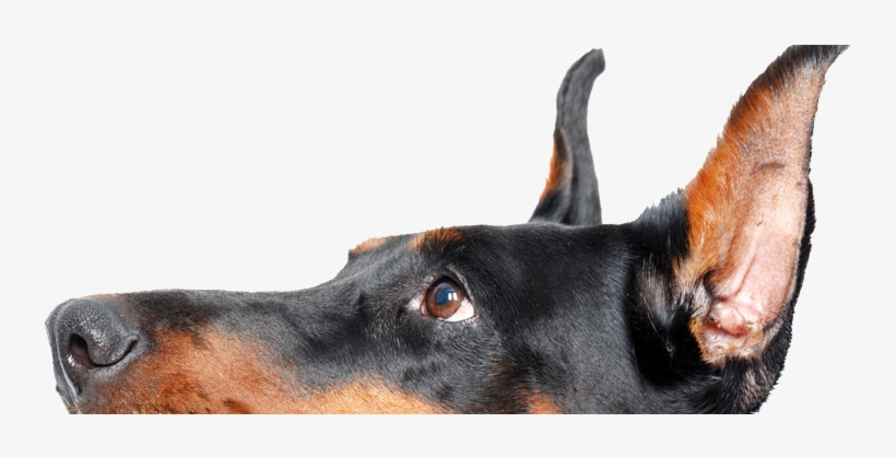 Doberman - Dobermann, transparent png download