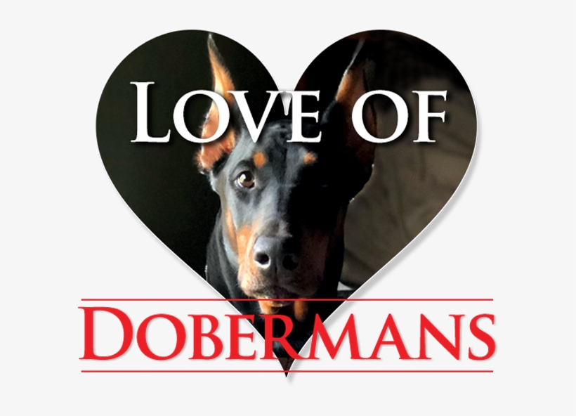 Friend Us On Facebook - Companion Dog, transparent png download