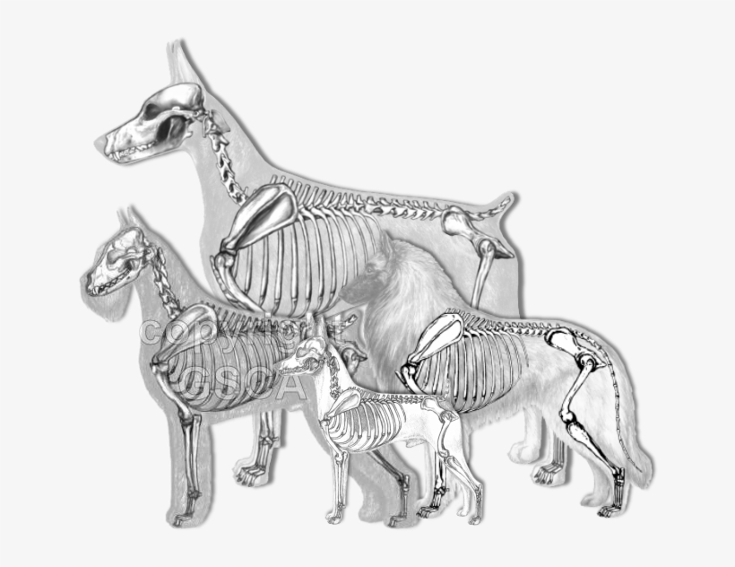 Illustrated Standard Drawings - Schnauzer Skeleton, transparent png download