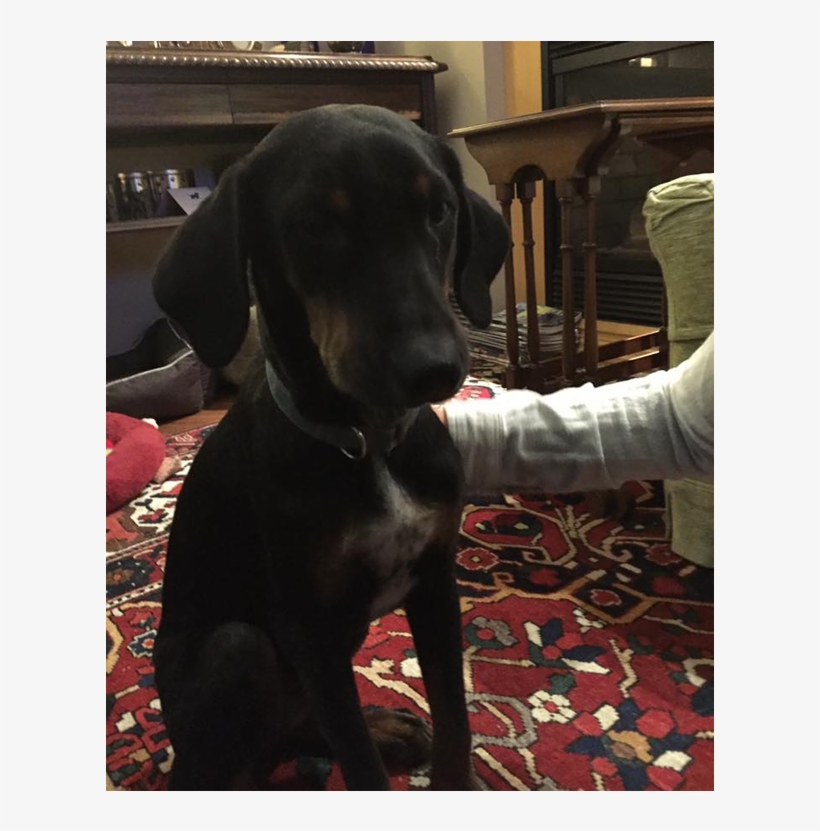 He Is A Mid Sized Doberman Cross - Companion Dog, transparent png download