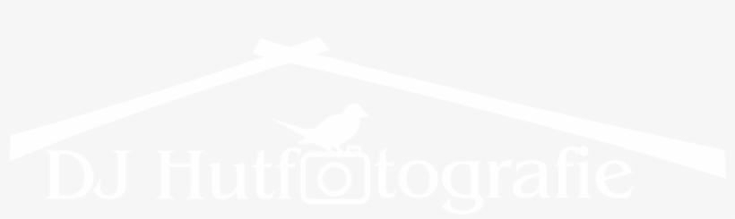 Djhutfotografie - Perching Bird, transparent png download