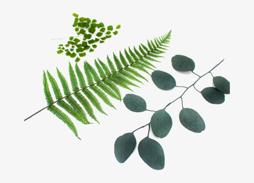 Stabilized - Acacia Greggii, transparent png download