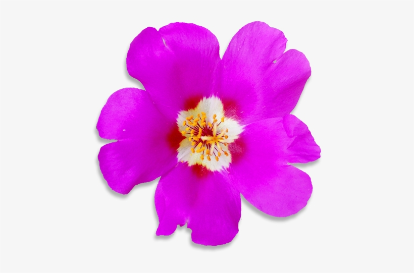 Moss Rose - Rock Rose, transparent png download