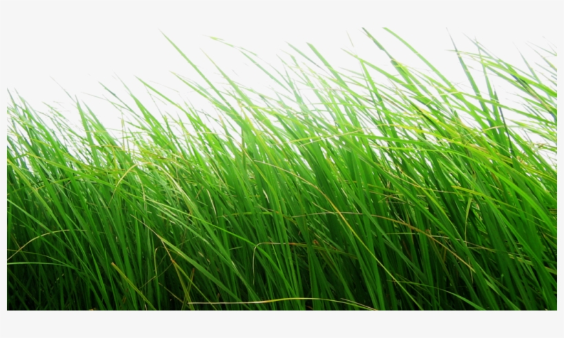 Homemade Sugar Scrub Exfoliate - Grass Png Hd Download, transparent png download