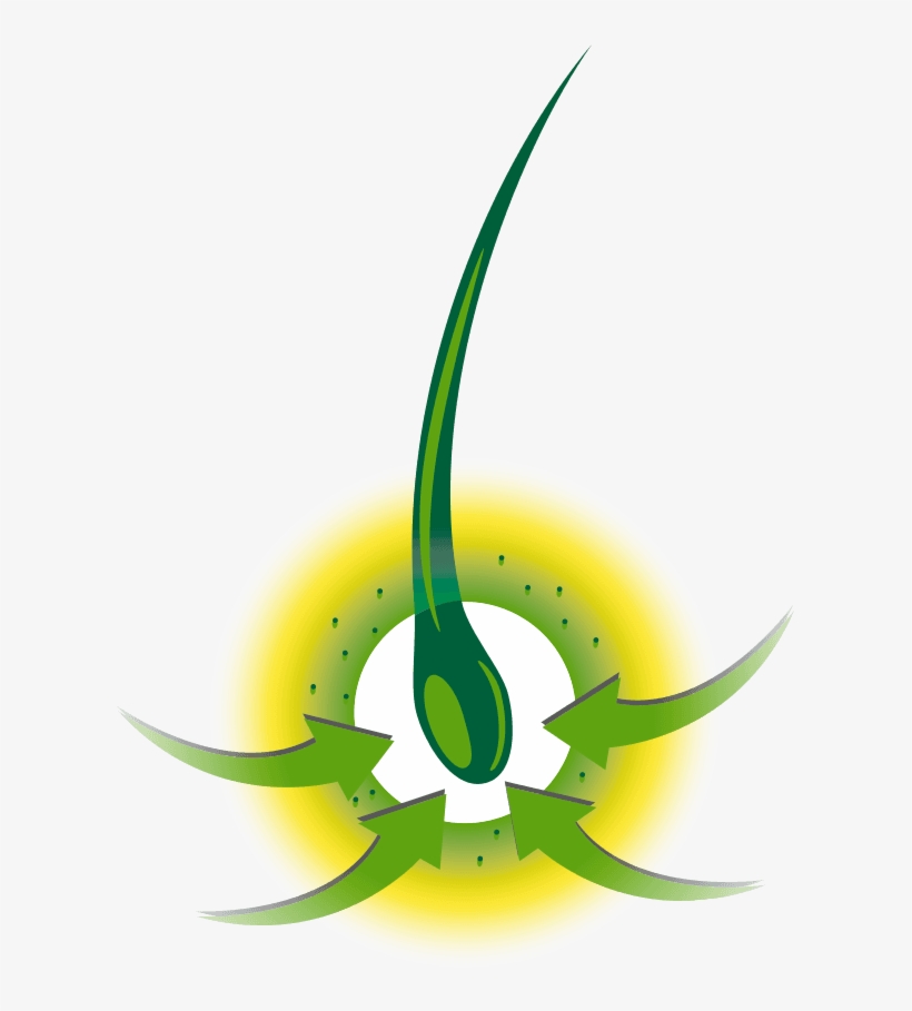 Hair Follicle - Graphic Design, transparent png download