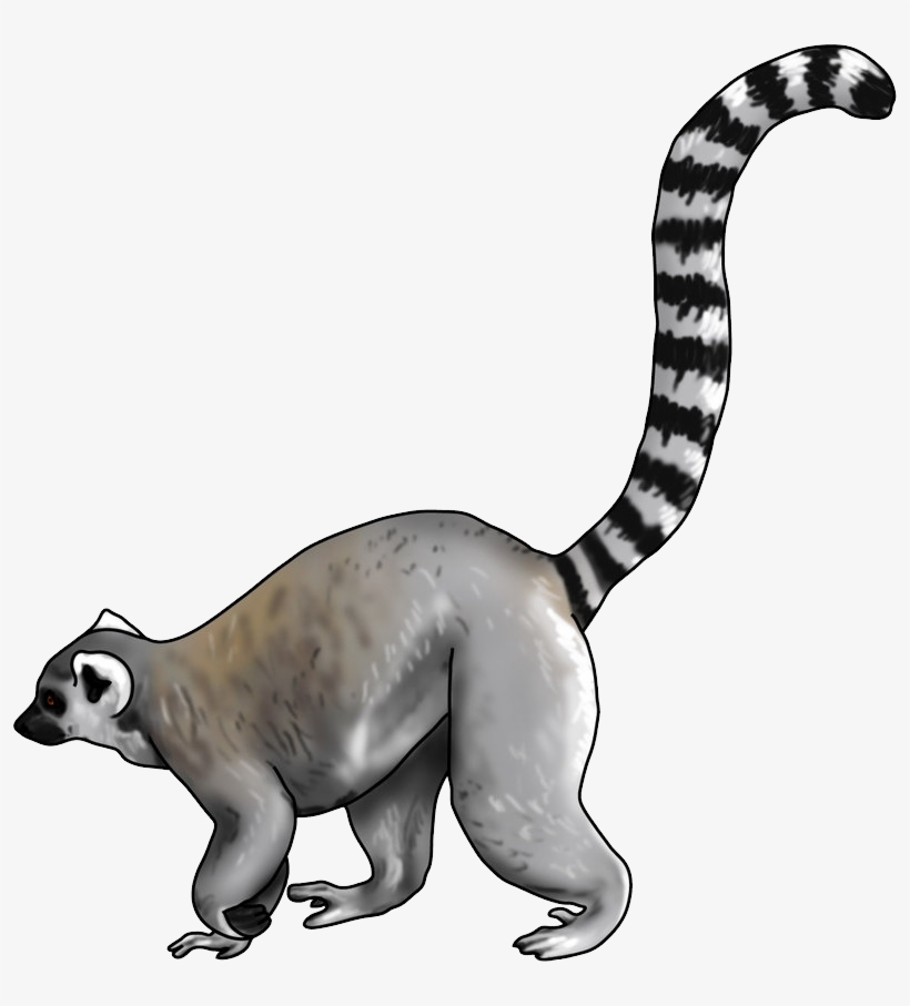 Lemur Png, Download Png Image With Transparent Background, - Ring Tailed Lemur Drawing, transparent png download