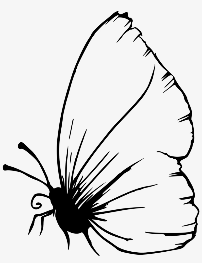 Butterfly Animals Nature - Brush-footed Butterfly, transparent png download