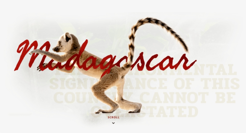 Madagascar - Mouse Lemur, transparent png download
