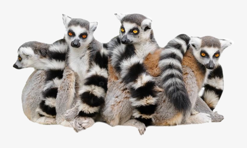 Lemur White Background, transparent png download