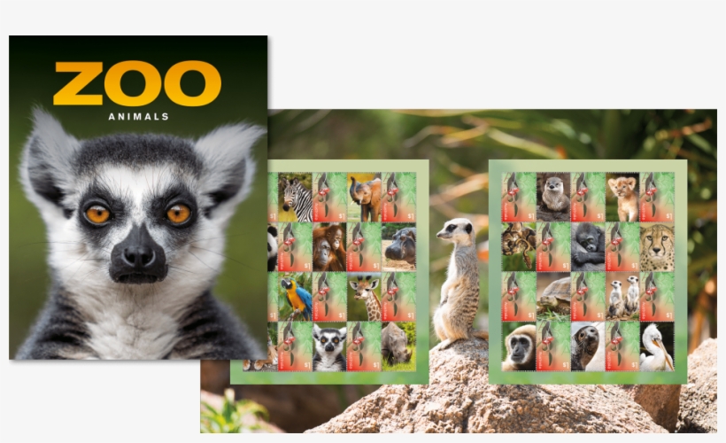 Shop - Meerkat, transparent png download