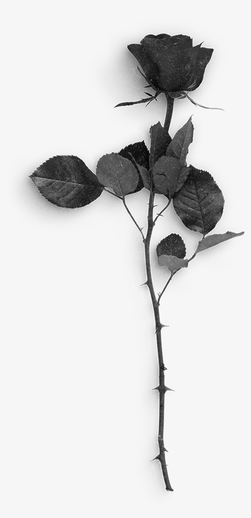Rose3 - Twig, transparent png download