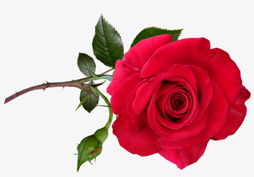 Rose, Red, Flower, Stem, Perfume, Garden, Nature - Garden Roses, transparent png download