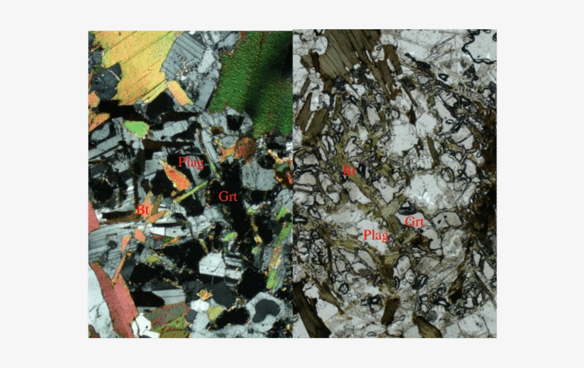 Coronal Texture Of Garnet With Smaller - Tree, transparent png download