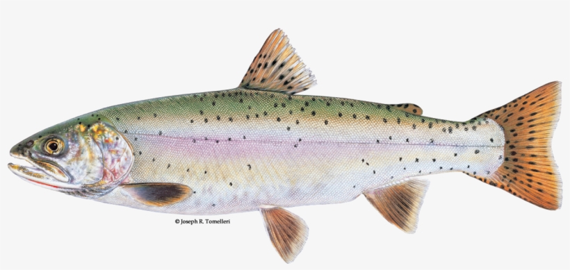 Identifying Rainbow And Cutthroat Trout, transparent png download