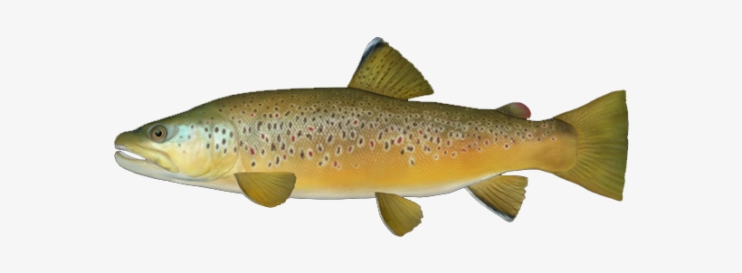Brown Trout - Wiki, transparent png download
