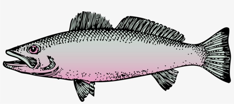 Fish Clipart Clear Background - Fish Clipart Transparent Background, transparent png download