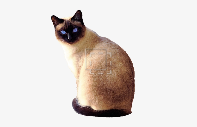 Siamese Cat With Blue Eyes - Siamese Cat Transparent Background, transparent png download