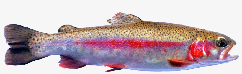 Been Carefully Crafted To Capture And Immobilize The - Coastal Cutthroat Trout, transparent png download