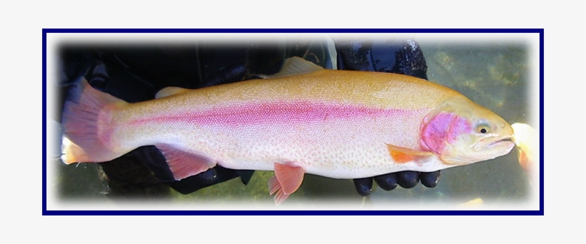 Golden Trout W Boarder - Golden Rainbow Trout In Pa, transparent png download