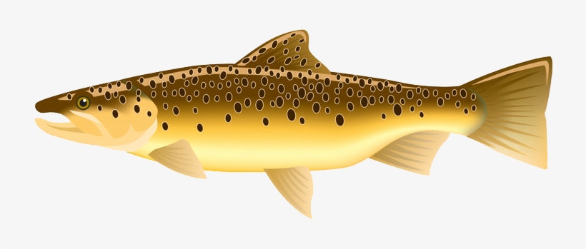 Brown - Browntrout Publishers, Inc., transparent png download