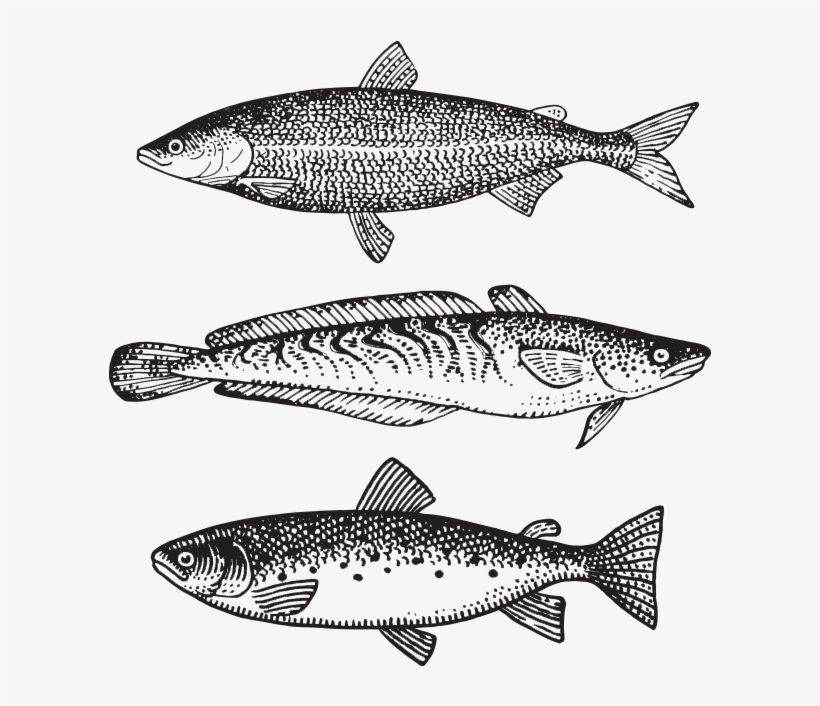Brandywine Creative - Trout, transparent png download