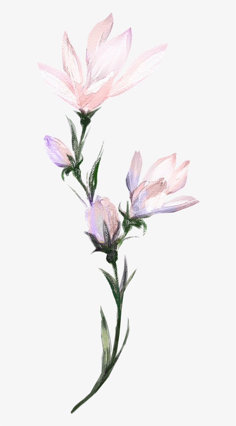 H927 - Snow Crocus, transparent png download