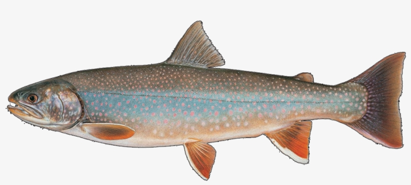 Bull Trout - Dolly Varden Trout, transparent png download