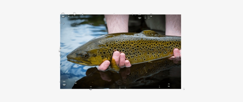 Trout & Grayling - Scotland, transparent png download