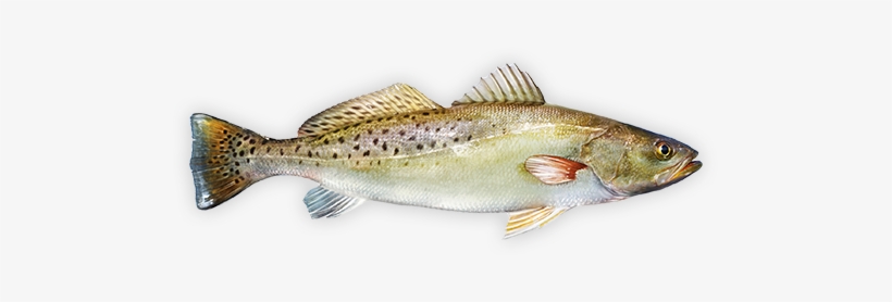 Spotted Trout - Spotted Seatrout, transparent png download