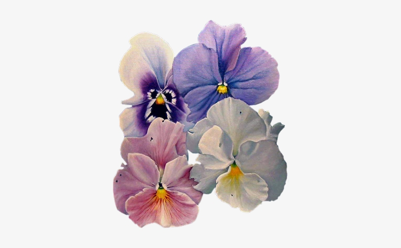 Fleurs - Summer Pansies Art Print By Doug Strickland, transparent png download