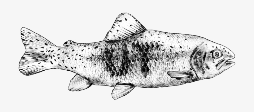 Urban Trout Logo - Trout, transparent png download