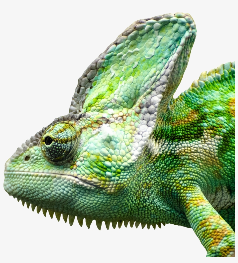 Iguana Png Free Download - Iguana Face Transparent, transparent png download
