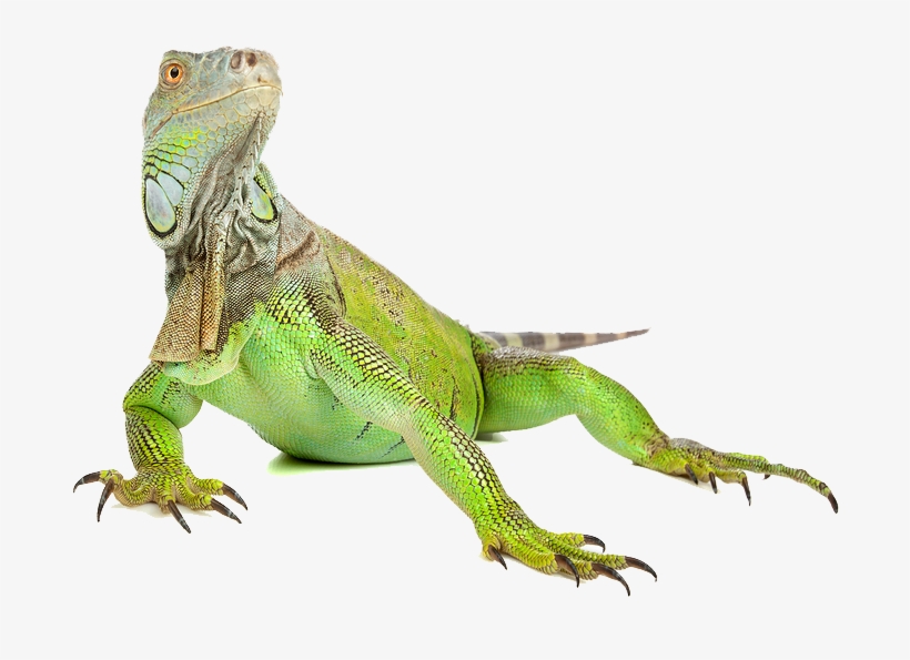 Iguana Png Image - Iguana Png, transparent png download