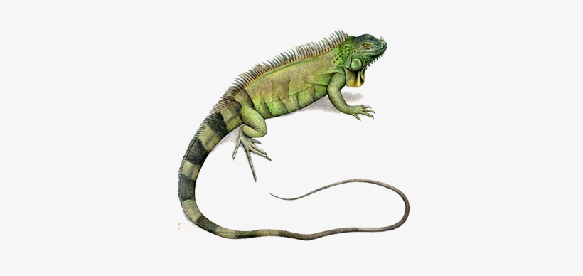Iguana, Desk Cashadvance6online - Iguana Illustration, transparent png download