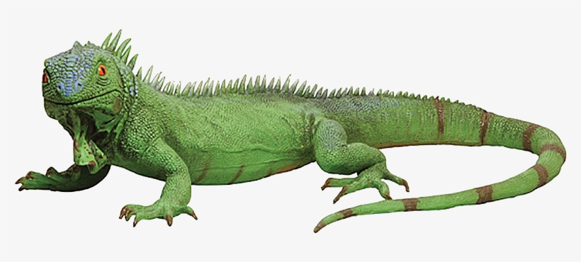 Di18 8210 Jumbo Foam Iguana - Green Iguana Transparent, transparent png download